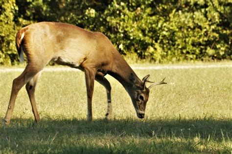 Young Buck Deer Eating Grass Free Stock Photo - Public Domain Pictures