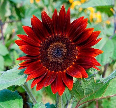 Red Sunflower Seeds Helianthus Annuus Flower Seeds Best | Etsy