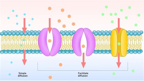 Types Of Membrane Transport