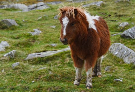 Wild Carneddau Pony - Snowdonia III - Animal & Insect Photos - Jules's ...