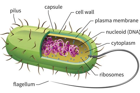 Diagram Bacterial Cell Structure And Function