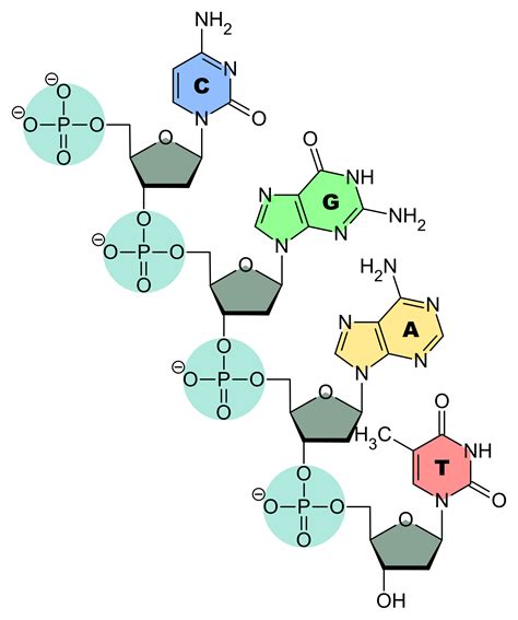 Single Dna Nucleotide Diagram