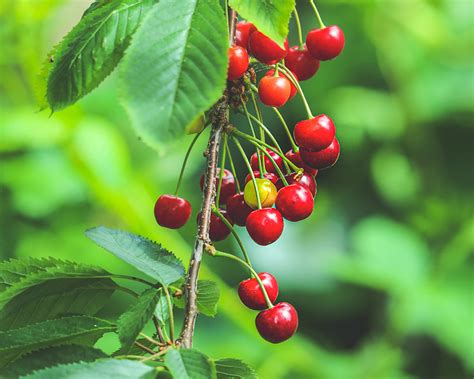 Cherry Trees: Pick Sweet Cherries Straight from the Branch - Roots Plants