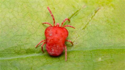 Red Spider Mites On Plants