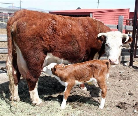 Hereford cow and her calf | Hereford cows, Hereford cattle, Cow photos