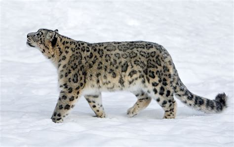 Snow Leopard Facts: Behavior, Diet, Habitat, and More