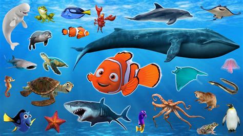 Sea Water Animals Videos