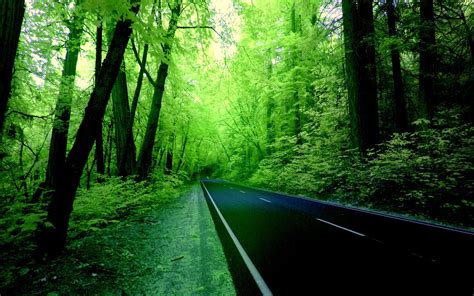 Green Forest Wallpaper