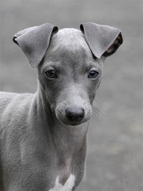 Italian Greyhound Puppies | [#] Lunawsome