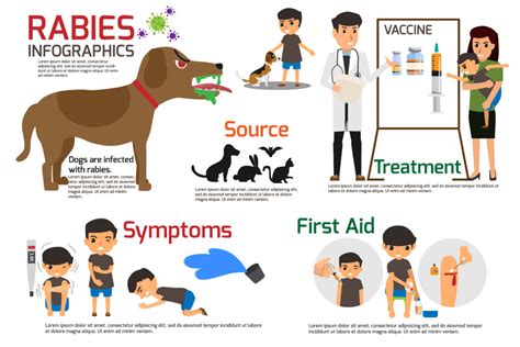 Rabies and how this deadly infection it affects humans and animals