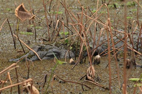 Adult American Alligator in a Swamp Land with Plants in Florida Stock ...