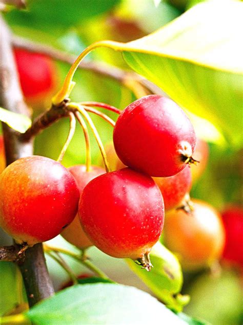 Best Crabapples for Your Yard | Better Homes & Gardens