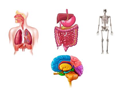 Biological Systems-Definition and Examples