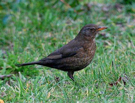 Common Blackbird (female) photo - Alan Fletcher photos at pbase.com