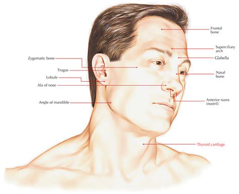 Thyroid Cartilage – Earth's Lab