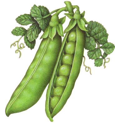 Vegetable botanical illustration of peas with one whole pea pod, one ...