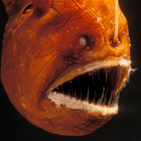 Anglerfish | National Geographic