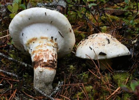 American Matsutake: Identification, Foraging, and Concerns - Mushroom ...