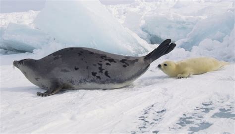 What Foods Do Harp Seals Eat? | Sciencing