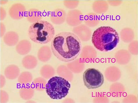 Prácticas Hematología. : diciembre 2014