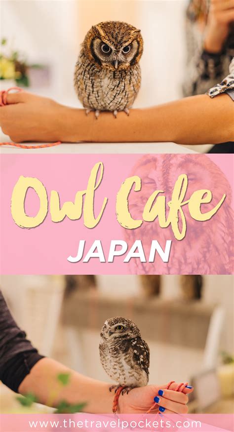 What Owl Cafes Are Really Like in Japan - Travel Pockets | Japan travel ...