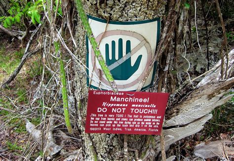 The Manchineel - World's Most Poisonous & Dangerous Tree | Most ...