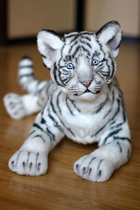 White Tiger-57cm. Wild Cat, Tiger Cub Baby, White Tiger, Wild Animals ...