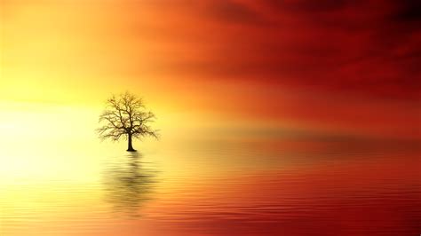 Download Water Lonely Tree Artistic Tree 4k Ultra HD Wallpaper by ...