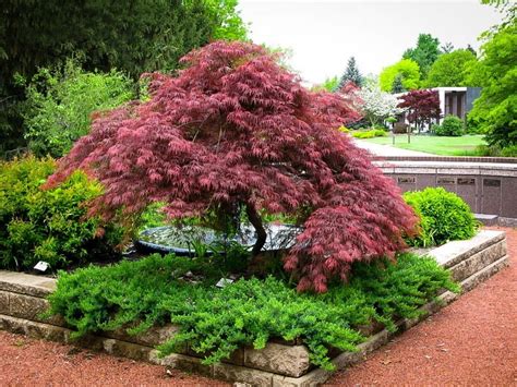 Red Dragon Weeping Japanese Maple | New Life Nursery