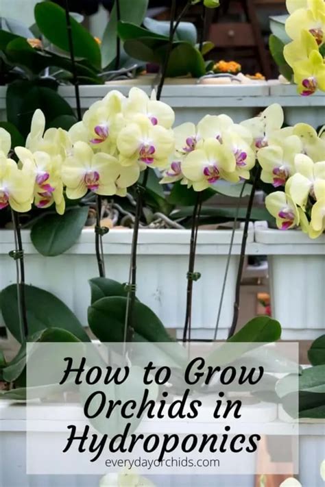 How to Grow Orchids in Hydroponics or Aquaponics - Everyday Orchids