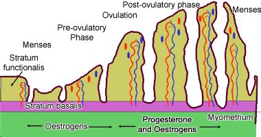 Female reproductive system: The Histology Guide