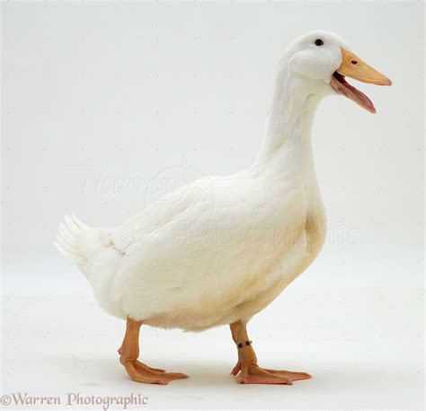 White duck photo - WP09567