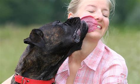 6 Reasons Why My Dog Lick My Mouth