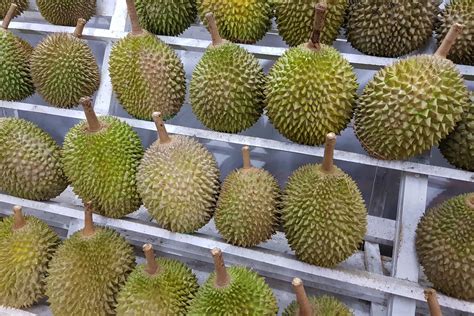 Durian Harvests - Musang King Durian Investments