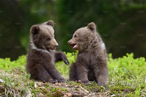 Bear cub stock photo containing bear and animal | Animal Stock Photos ...