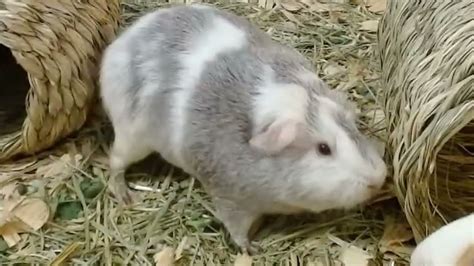 Dancing Guinea Pig - YouTube