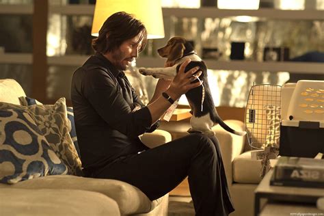 John Wick Movie 2014 Dog Pet Scene Wallpaper - Stylish HD … | Flickr