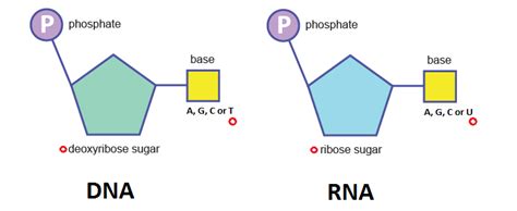 Structure Of Rna Nucleotide