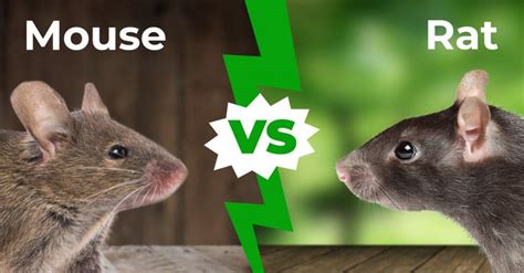 Mouse vs Rat: 5 Key Differences Explained in 2021 | Pet mice, Mouse ...