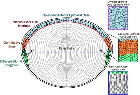 Research – Cheng Lab