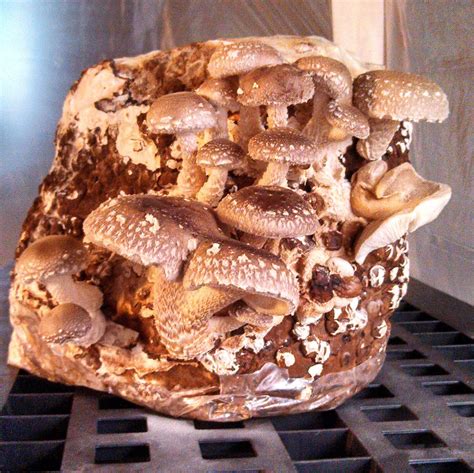 Shiitake Mushroom Grow Kit Guaranteed, see listing video! Free Ship ...