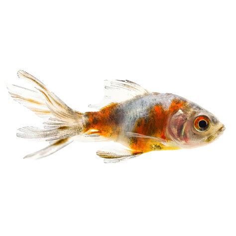 Calico Fantail Goldfish For Sale - Small | Petco