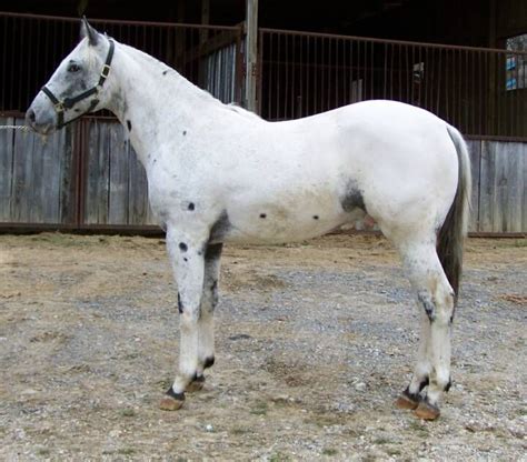 Appaloosa Pattrn 7: Few spotted. A mostly white horse with a bit of ...