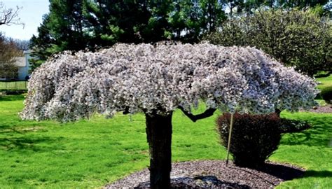 Dwarf Weeping Cherry Tree | Full Planting & Care Guide - Rennie Orchards