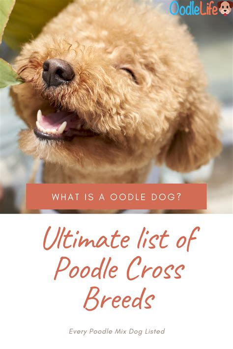 Every Single Poodle Mix Breed Names Listed | Poodle mix breeds, Poodle ...