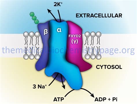 Biological Membranes and Membrane Transport Processes - The Medical ...