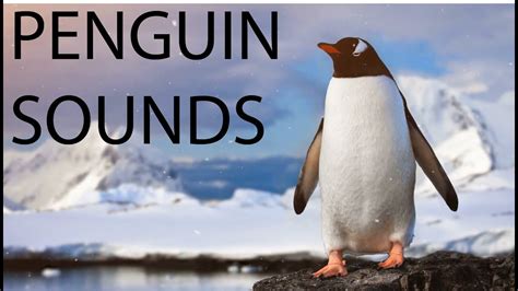 PENGUIN SOUND AND CALLS | Penguin Sounds - Noises - YouTube