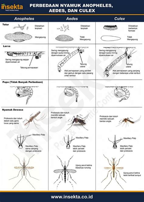 Perbedaan Nyamuk Anopheles, Aedes, Dan Culex