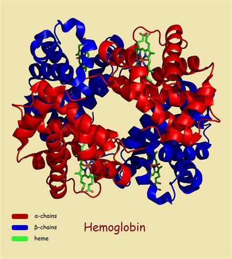 Hemoglobin A1C: Reason for the Test and the Science Behind It