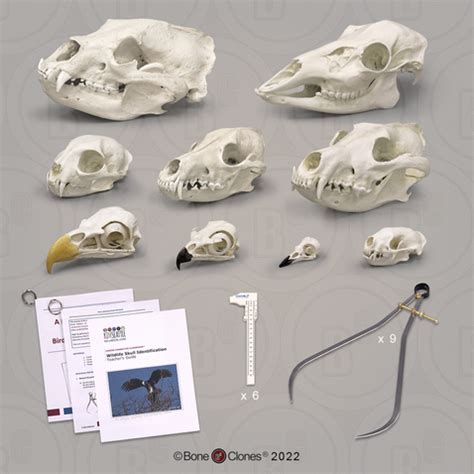 Wildlife Skull Identification Forensic Set - Bone Clones - Osteological ...